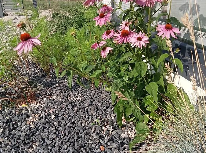 Perla Szotlandu Ii Władysławowo