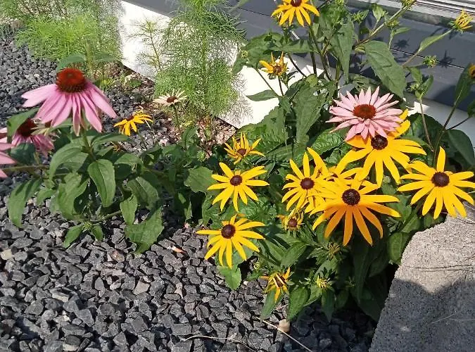 Hytte Perla Szotlandu Ii